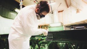 Emploi FVR, lamineur